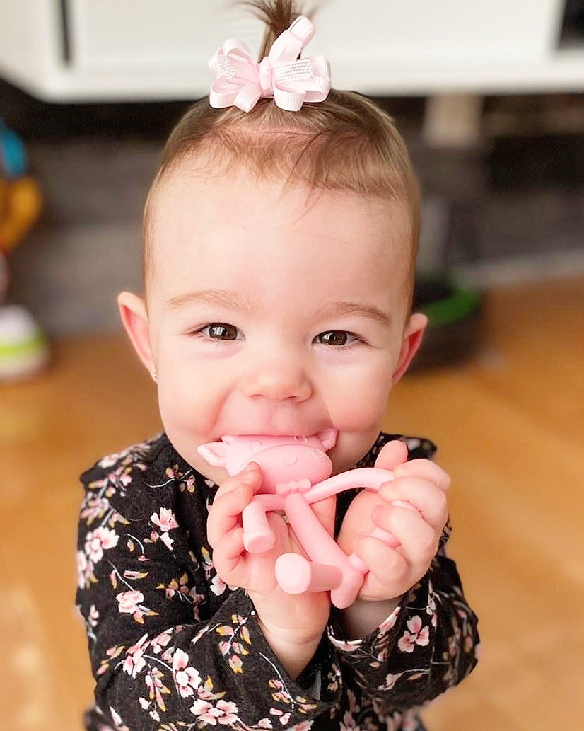 Petite vache de dentition