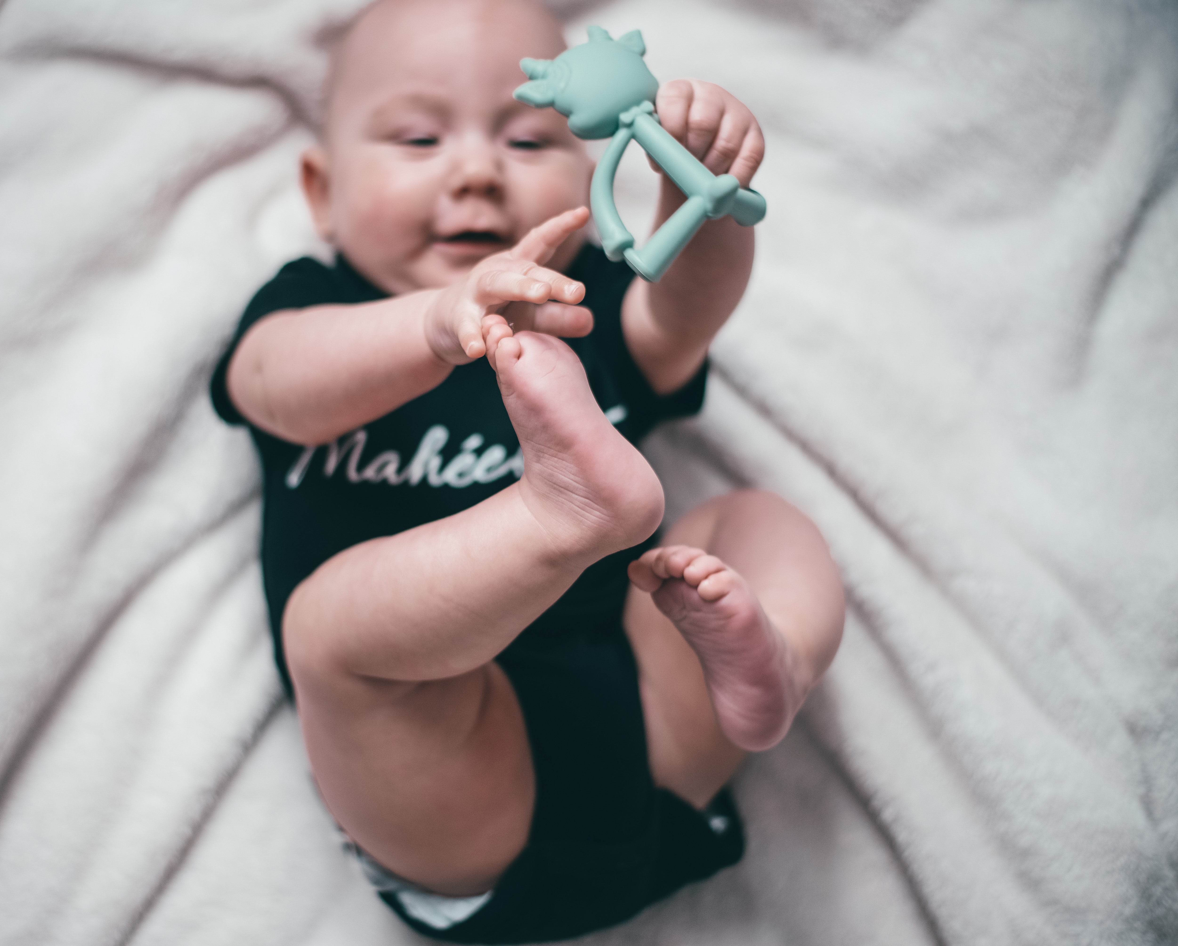 Petite vache de dentition